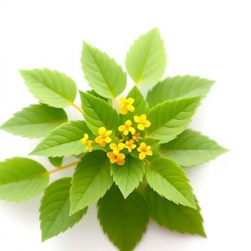 Horny Goat Weed